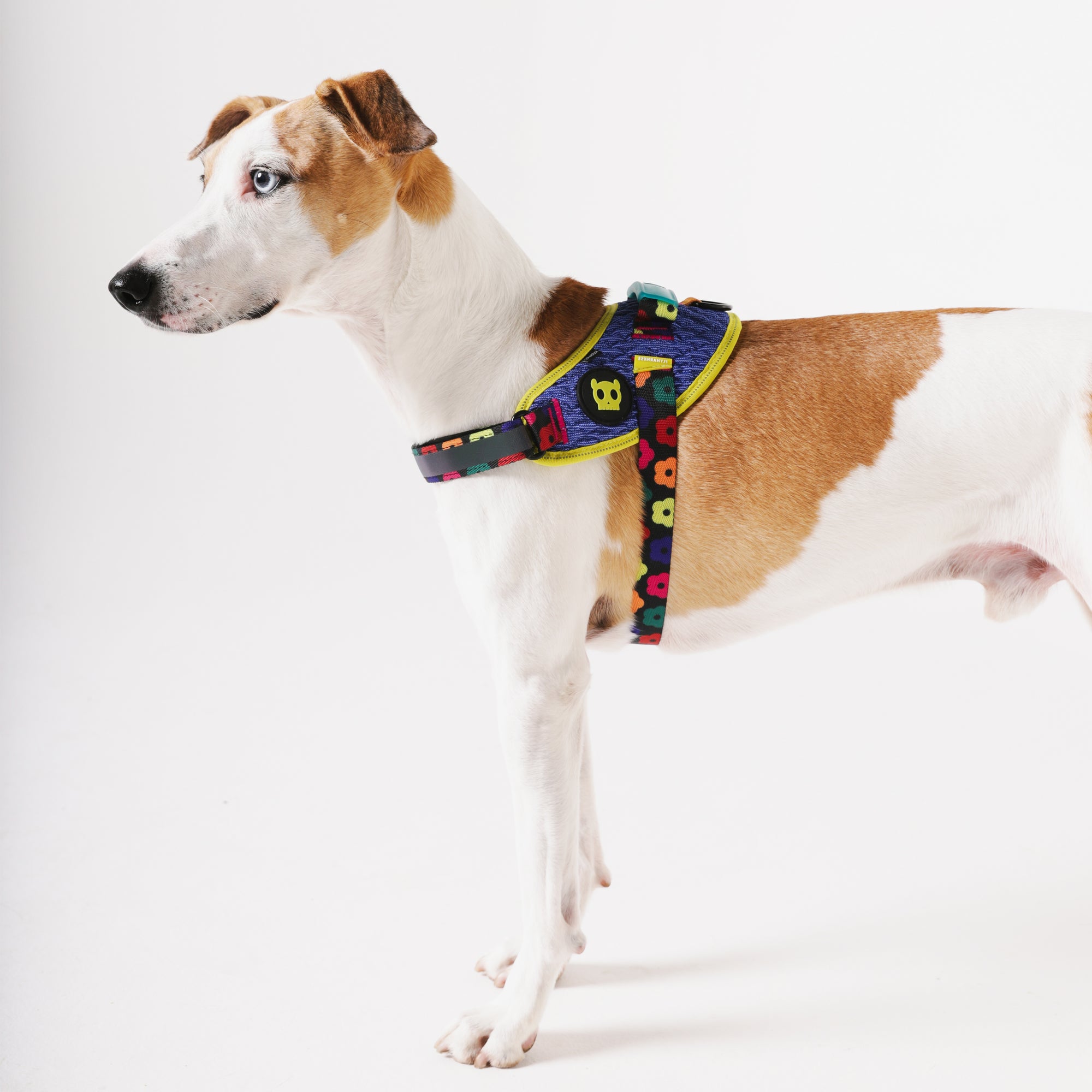 FLYHARNESS SAMBA
