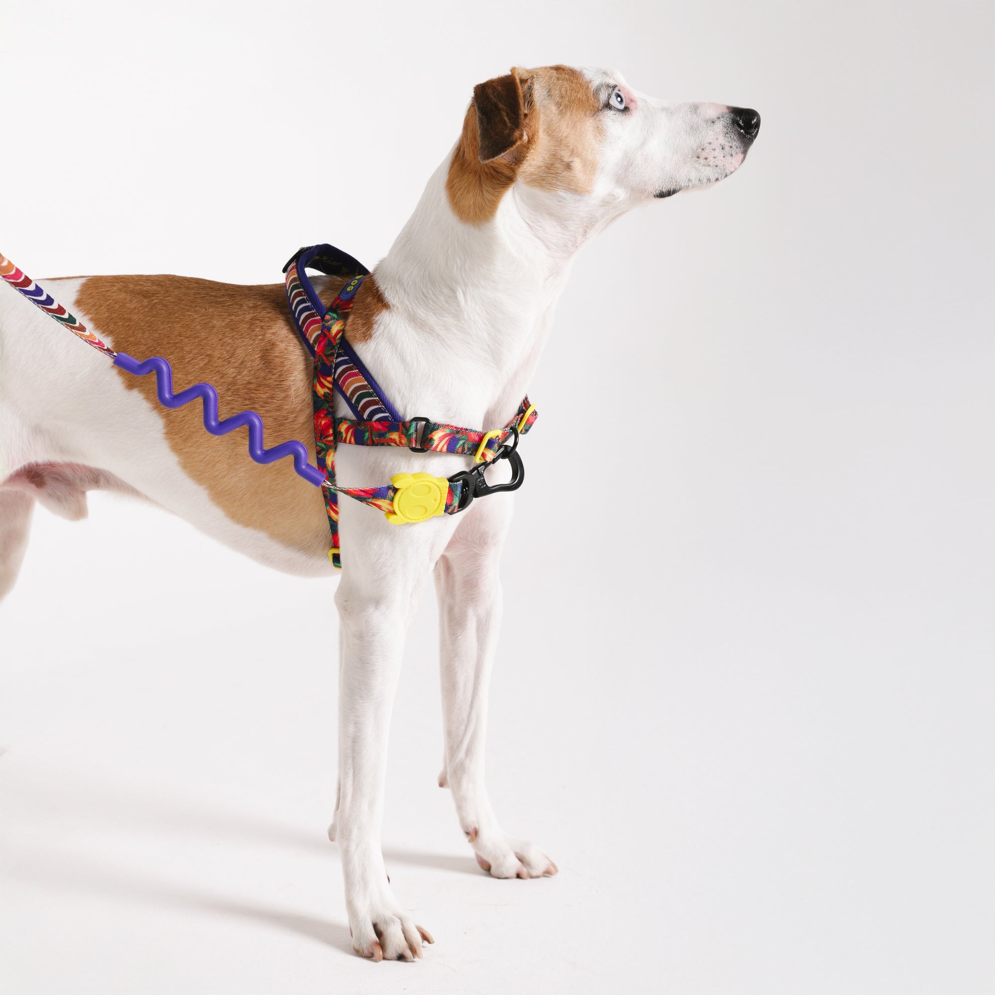 SAMBA SOFTER WALK HARNESS