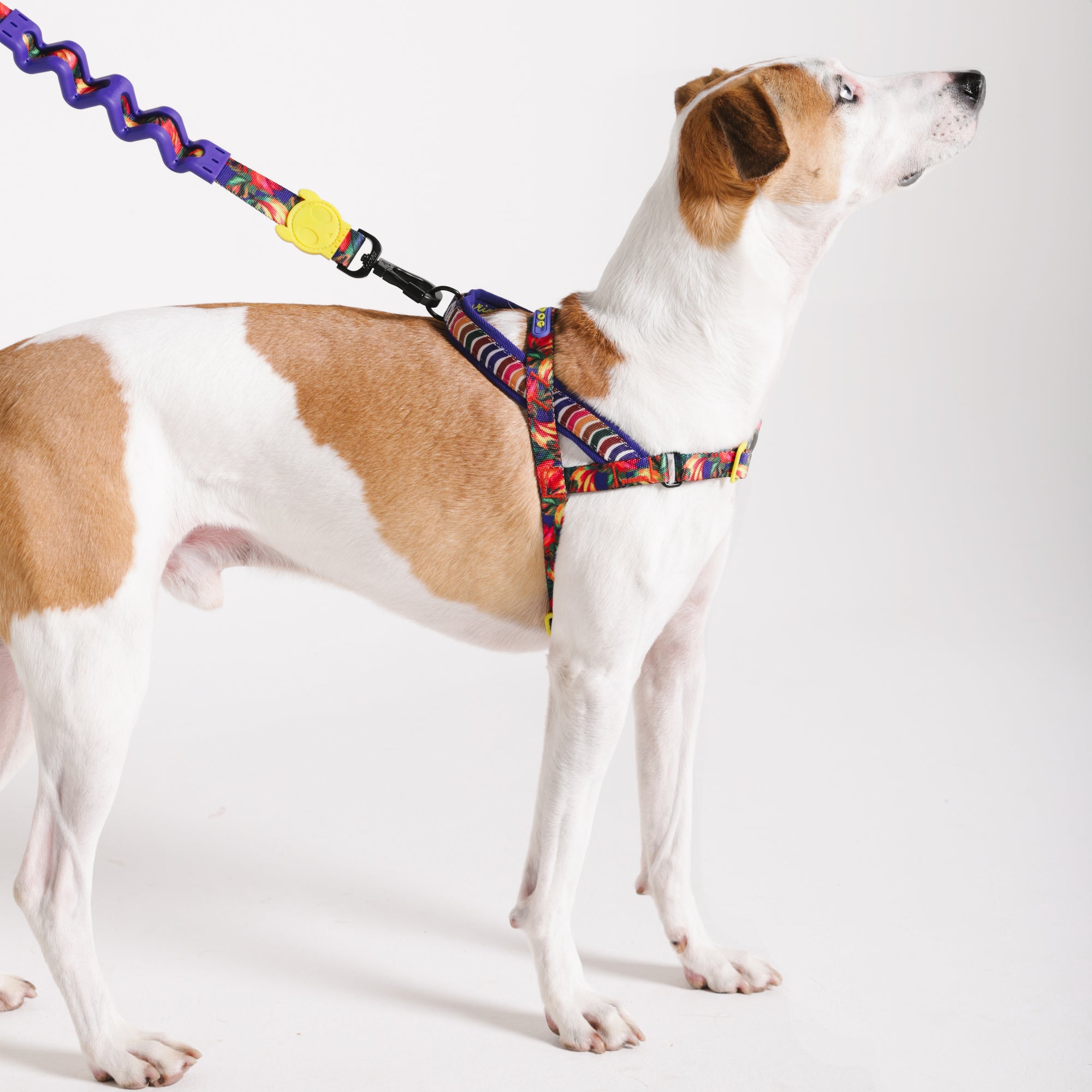 SAMBA SOFTER WALK HARNESS